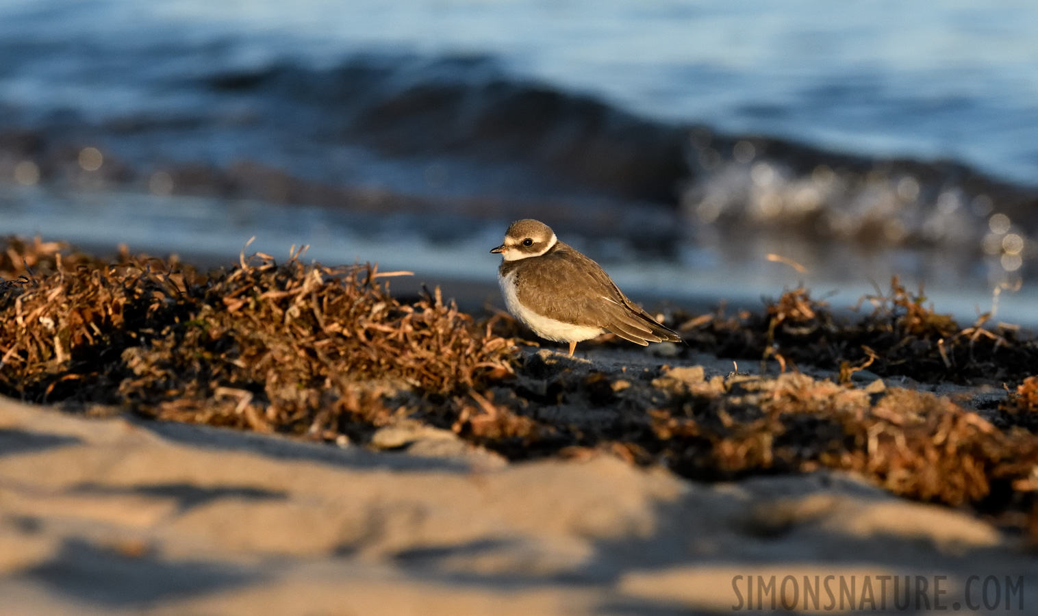 Charadrius semipalmatus [400 mm, 1/1600 Sek. bei f / 8.0, ISO 2000]